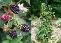 Blackberry Thornfree / Thornfree tüskétlen szeder